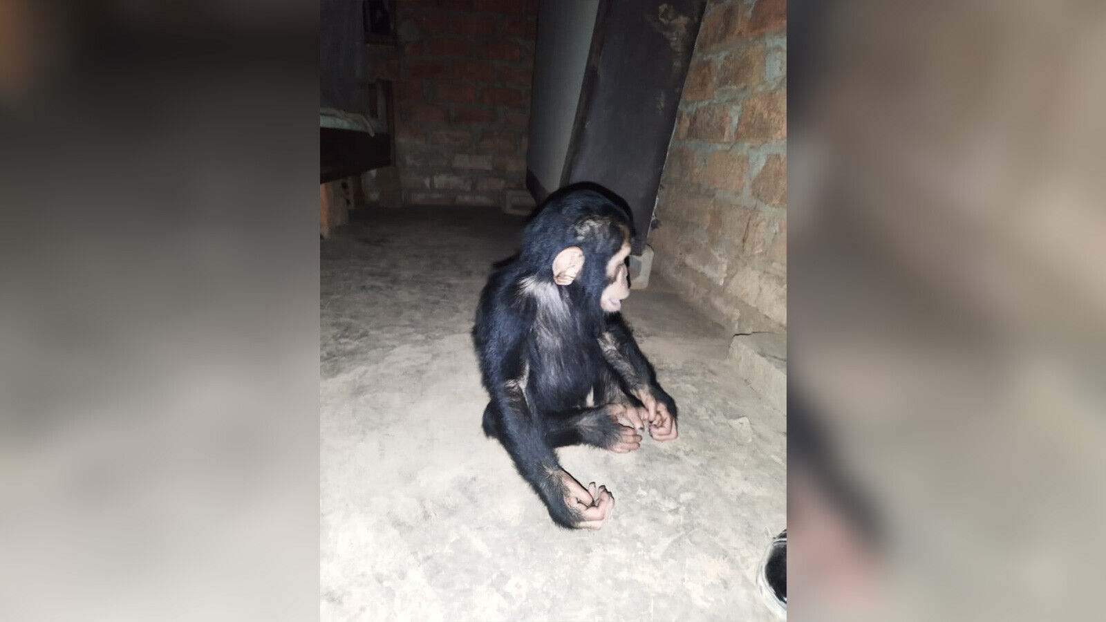 Three baby chimps were kidnapped from a sanctuary. Their abductors are demanding a ransom